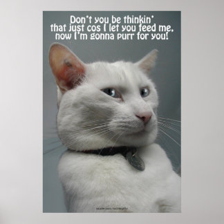 Poster do Engraçado Gato Branco Humor Pet-lover