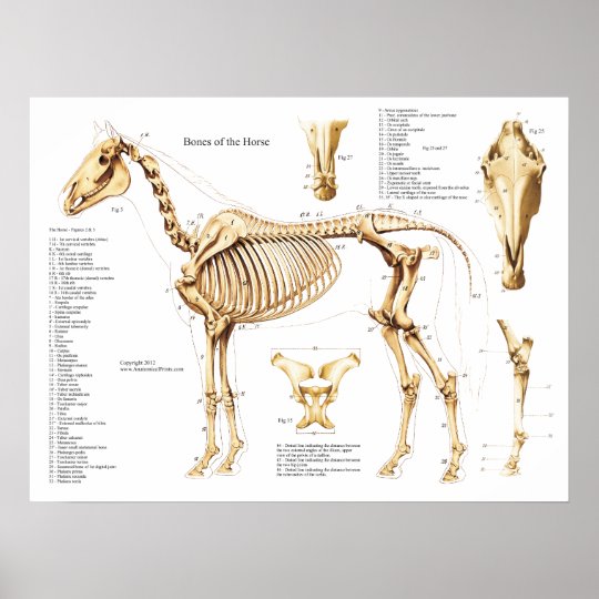 Poster Do Esqueleto Da Anatomia Do Cavalo Zazzle Com Br