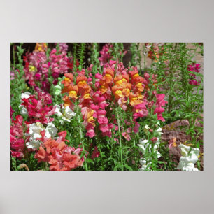 Poster do Festival Snapdragon