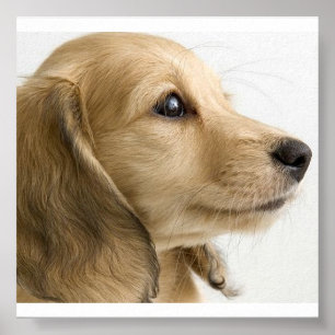 Poster do filhote de cachorro