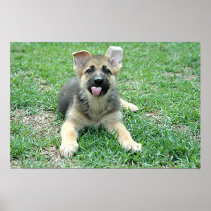Poster do filhote de cachorro