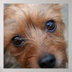 Poster do filhote de cachorro