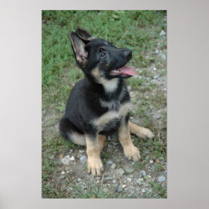 Poster do filhote de cachorro do german shepherd