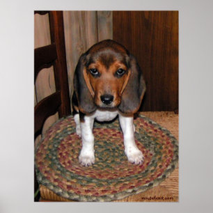 Poster do filhote de cachorro do lebreiro