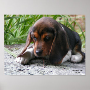 Poster do filhote de cachorro do lebreiro
