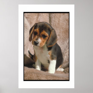 Poster do filhote de cachorro do lebreiro