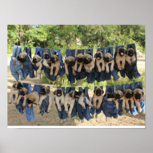 Poster do filhote de cachorro do Mastiff