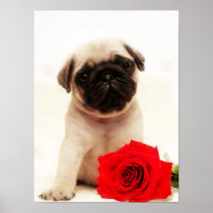 Poster do filhote de cachorro do Pug