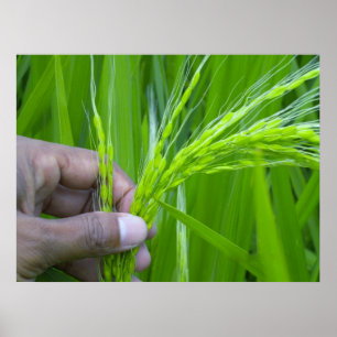 Poster do fim-acima de Ricefield