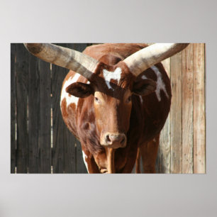 Poster do gado de Ankole-Watusi