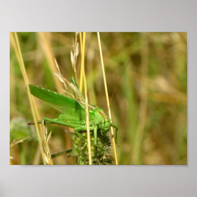 Poster do gafanhoto (Frente)