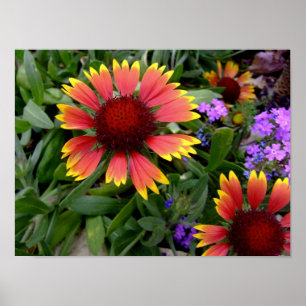 Poster do Gaillardia