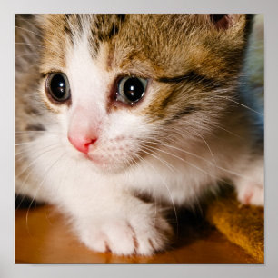 Poster do gatinho