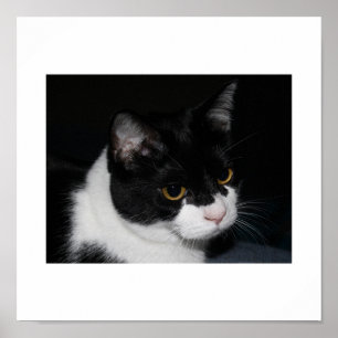 Poster do Gatinho bonito