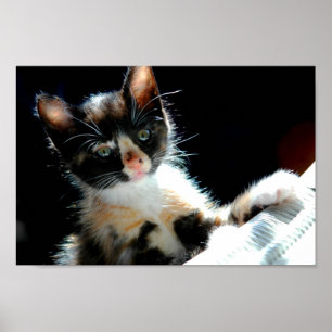 Poster do gatinho da chita