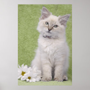 Poster do gatinho de Ragdoll com fundo verde