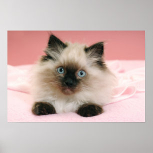 poster do gatinho do ragdoll