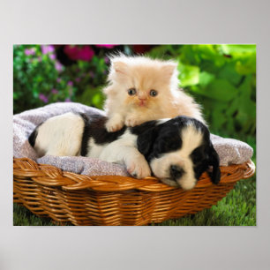 Poster do gato e do cão