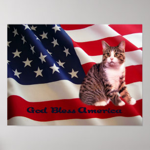 Poster do gato toda americano