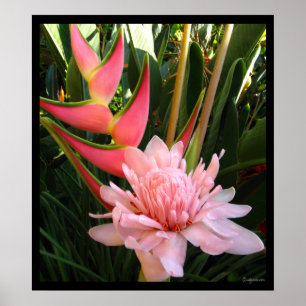 Poster Do gengibre cor-de-rosa da tocha de Heliconia