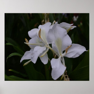 Poster do gengibre Lily-0105