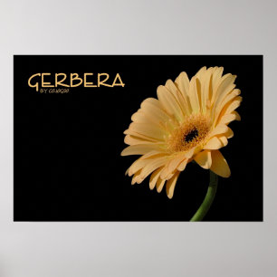 Poster do Gerbera