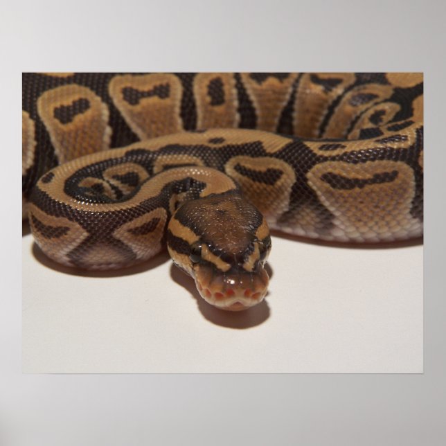 Poster do Ghost Ball Python (Frente)
