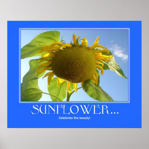 Poster do girassol