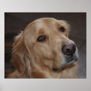 Poster do golden retriever