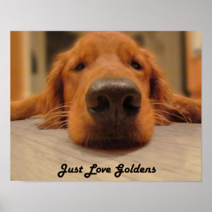 Poster do golden retriever, nariz