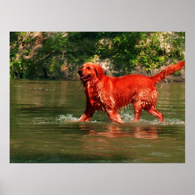 Pôster do Golden Retriever Vermelho Correndo na Ág (Frente)