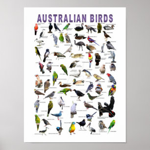 Poster do Gráfico de Aves Australiano