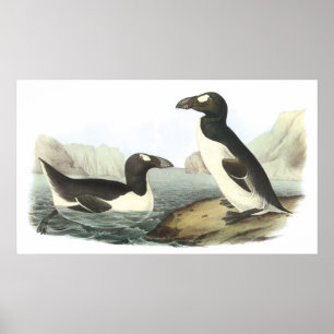 Poster do grande Auk de Audubon