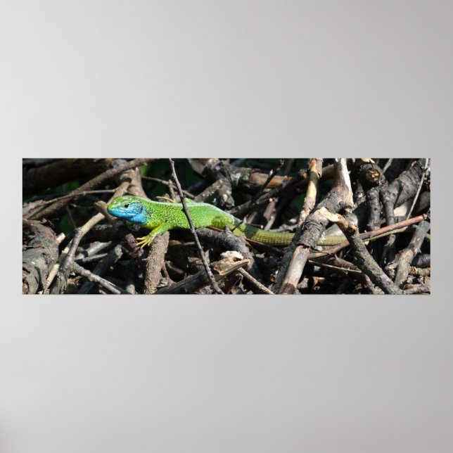 Poster do Green Lizard Photo Value (Frente)