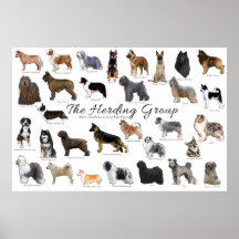 Poster do Grupo Herding