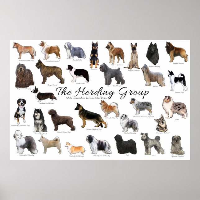 Poster do Grupo Herding (Frente)