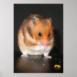 Poster do hamster