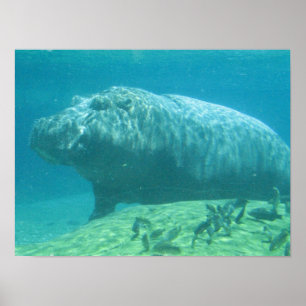 Poster do Hippopotamus
