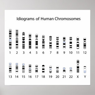 Poster do idiograma do cromossoma humano