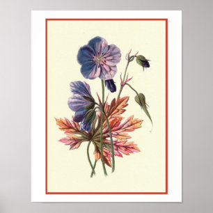 Pôster Do "ilustração botânica de Cranesbill prado"