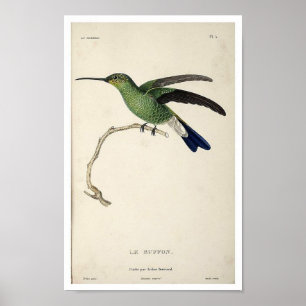 Poster do impressão do colibri do vintage