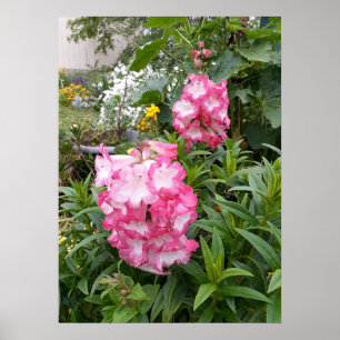 Poster do Jardim de Flores Rosa Bonito