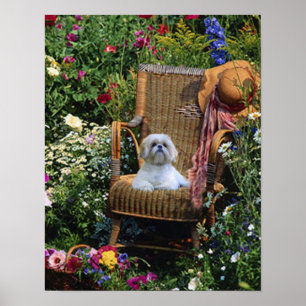 Poster do jardim de Shih Tzu