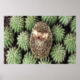 Poster do jardim do cacto