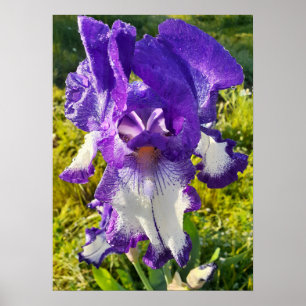 Poster do Jardim Floral Branco Iris Irises
