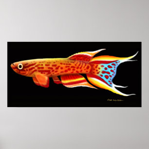 Poster do Killifish de Aphyosemion Australe