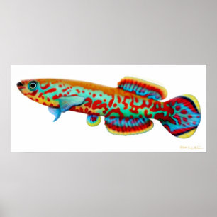 Poster do Killifish de Fundulopanchax Gardneri