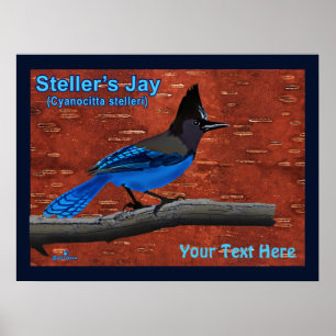 Poster do Latido de Jay On Inner Birch do Steller