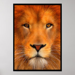 Poster do leão de Simha