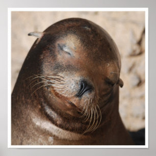 Poster do Leão do Mar Doce